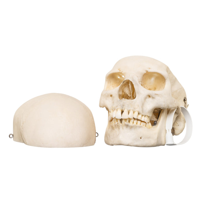 Real Human Skull