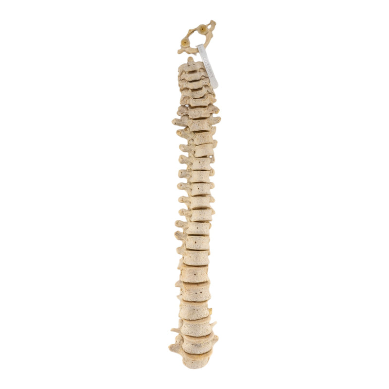 Real Human Spine - Loosely Strung