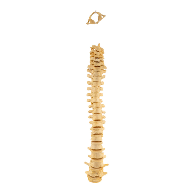 Real Human Spine - Loosely Strung