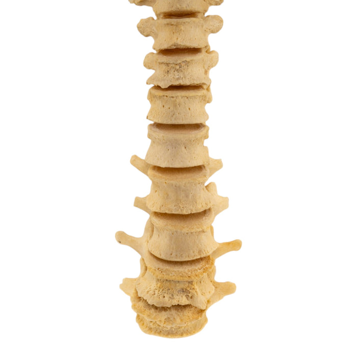 Real Human Spine - Loosely Strung