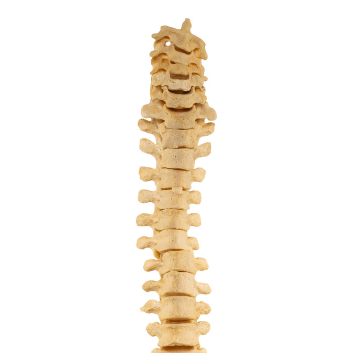 Real Human Spine - Loosely Strung
