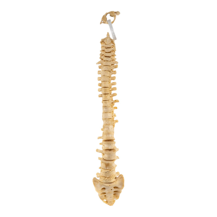 Real Human Spine - Loosely Strung
