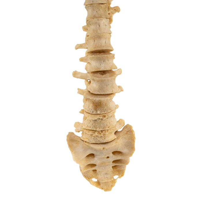 Real Human Spine - Loosely Strung