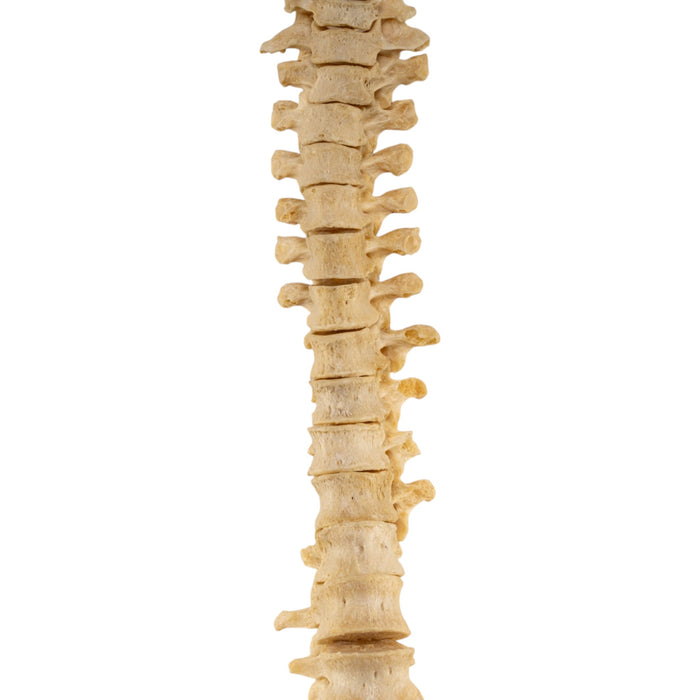 Real Human Spine - Loosely Strung