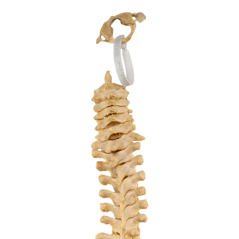 Real Human Spine - Loosely Strung