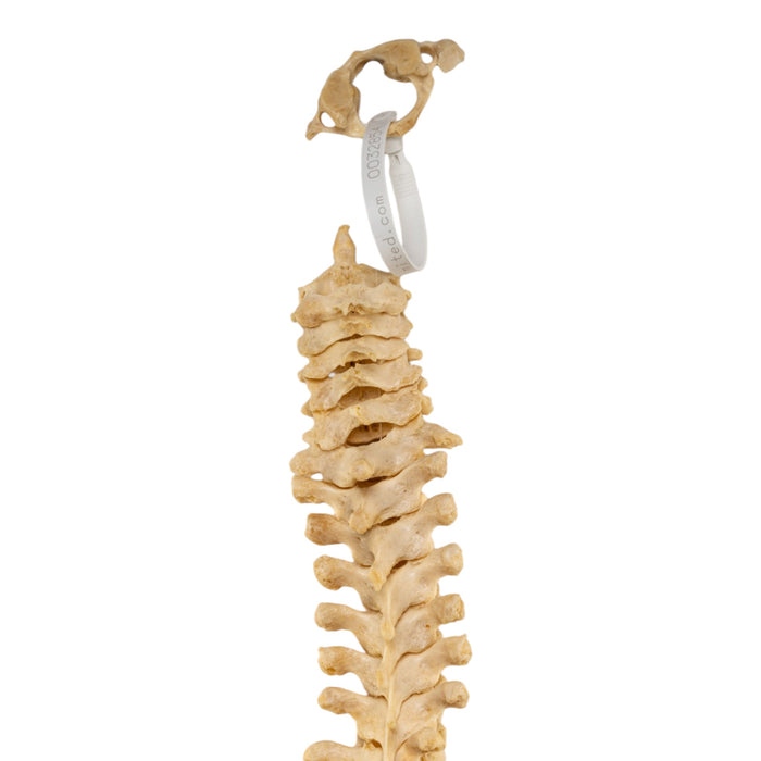 Real Human Spine - Loosely Strung