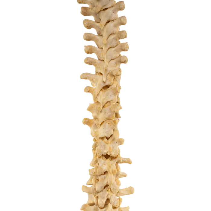 Real Human Spine - Loosely Strung