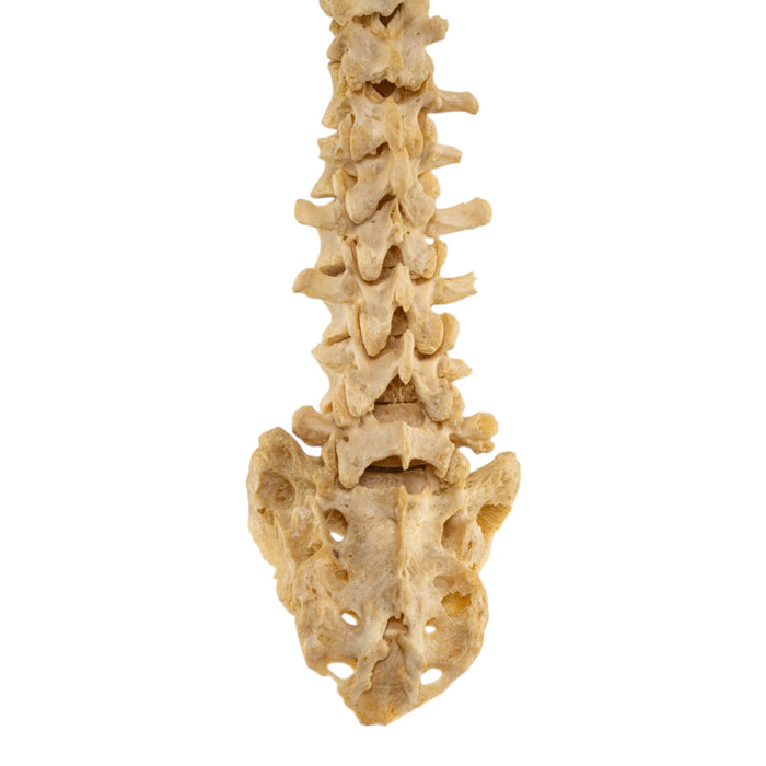 Real Human Spine - Loosely Strung