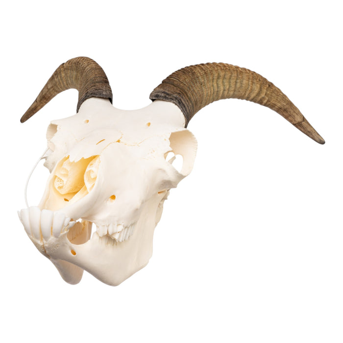Real Bighorn Sheep Skull