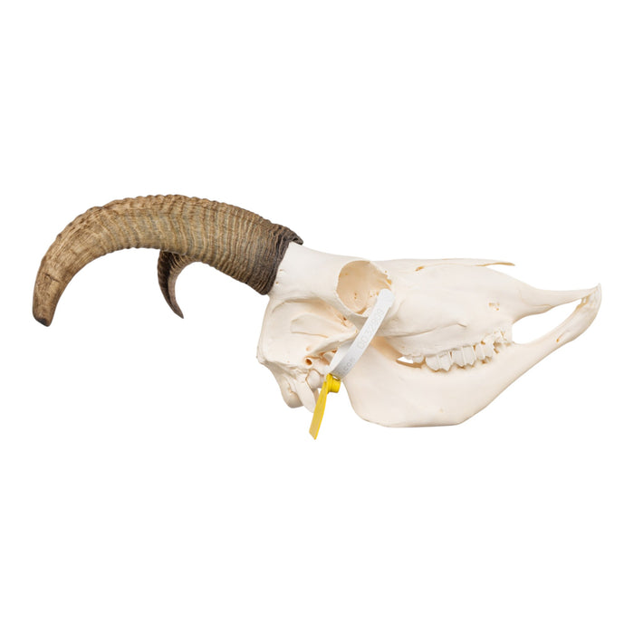 Real Bighorn Sheep Skull
