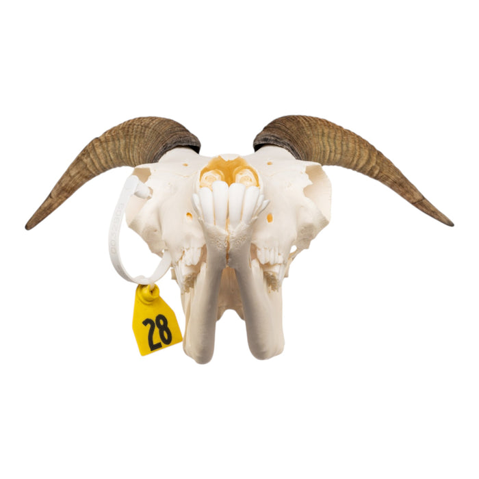 Real Bighorn Sheep Skull