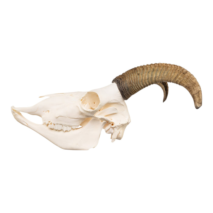 Real Bighorn Sheep Skull