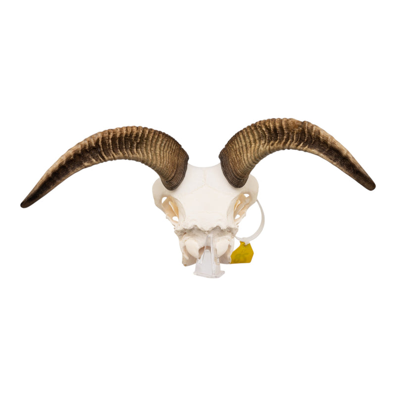 Real Bighorn Sheep Skull