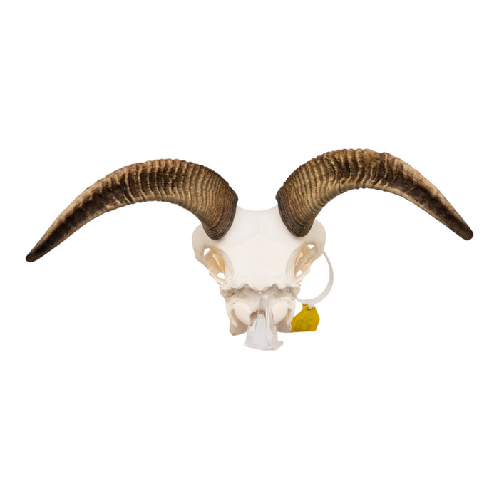 Real Bighorn Sheep Skull