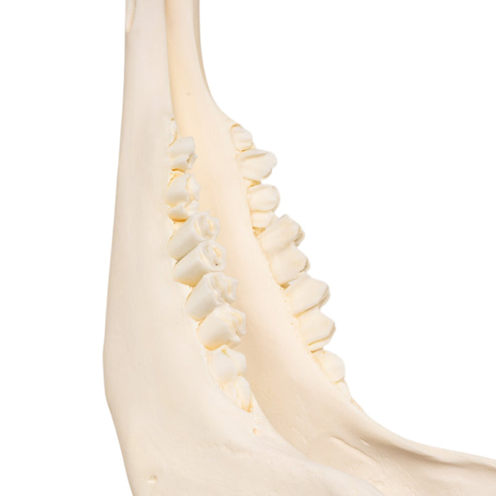 Real Bighorn Sheep Skull