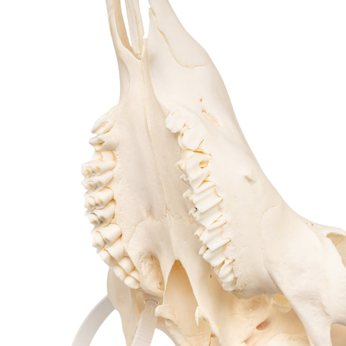 Real Bighorn Sheep Skull