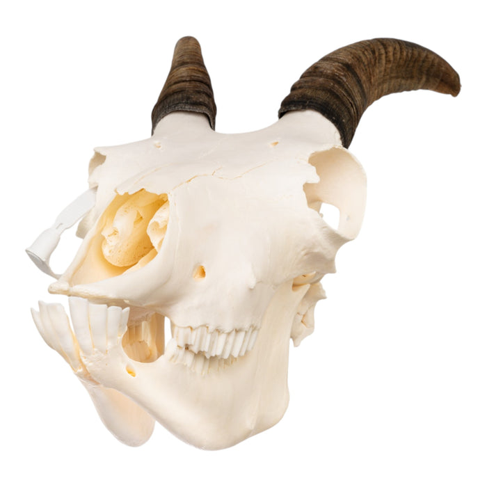 Real Bighorn Sheep Skull