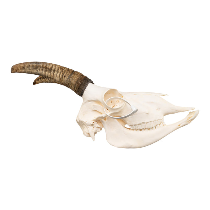 Real Bighorn Sheep Skull