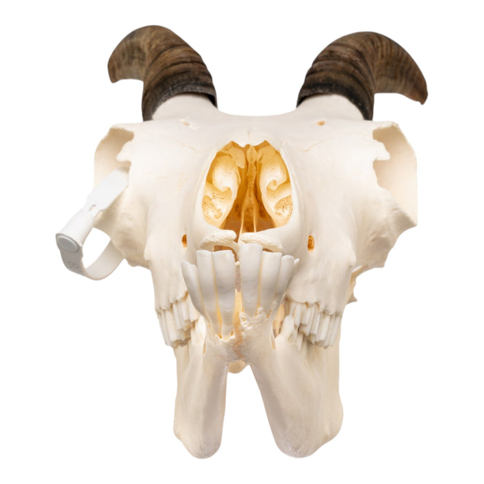 Real Bighorn Sheep Skull