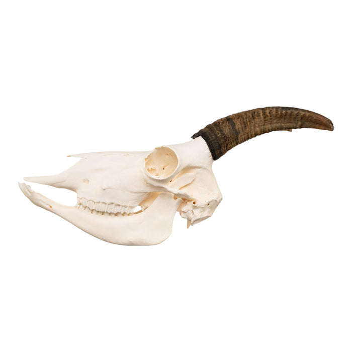 Real Bighorn Sheep Skull