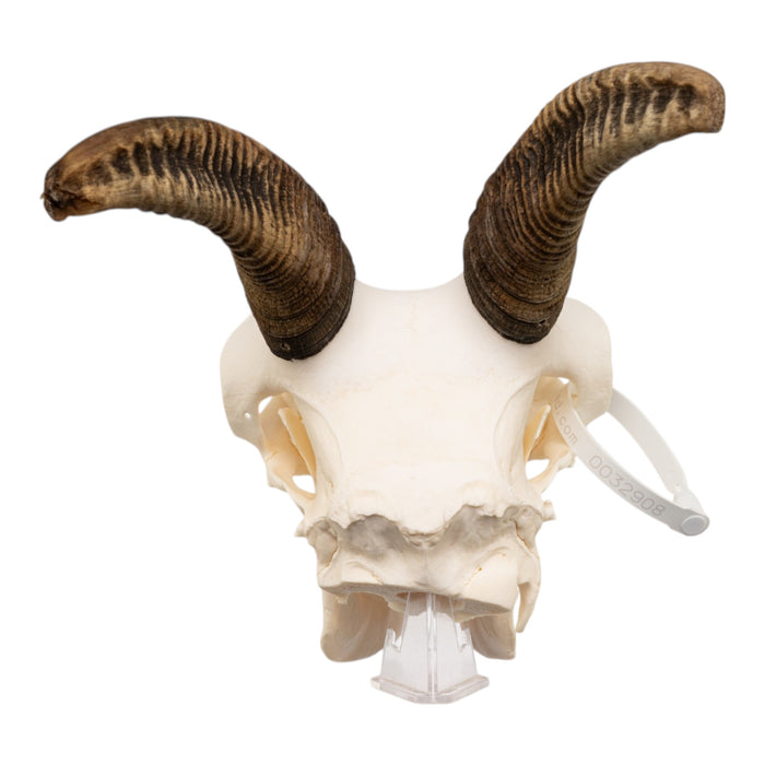 Real Bighorn Sheep Skull