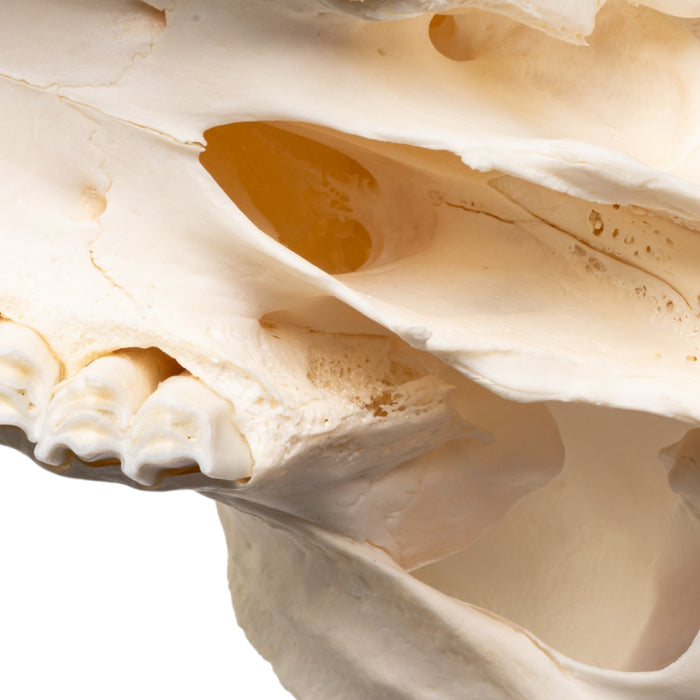Real Bighorn Sheep Skull