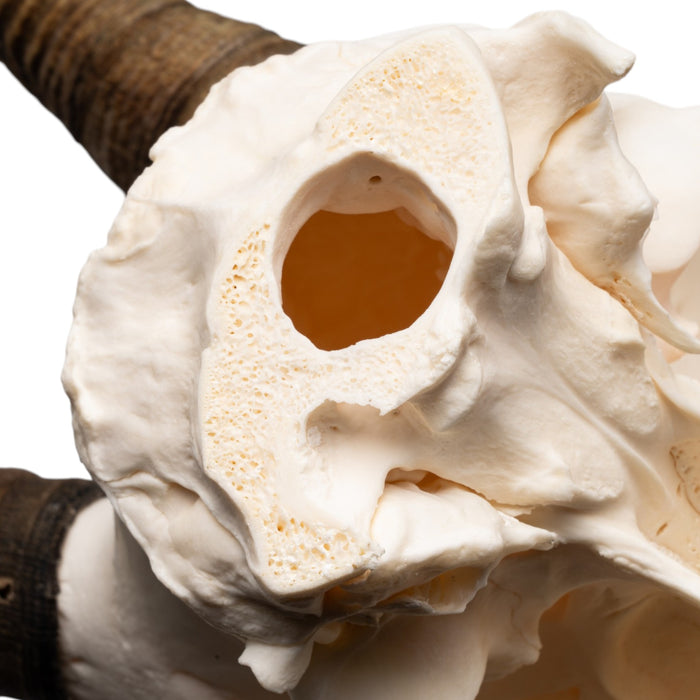 Real Bighorn Sheep Skull