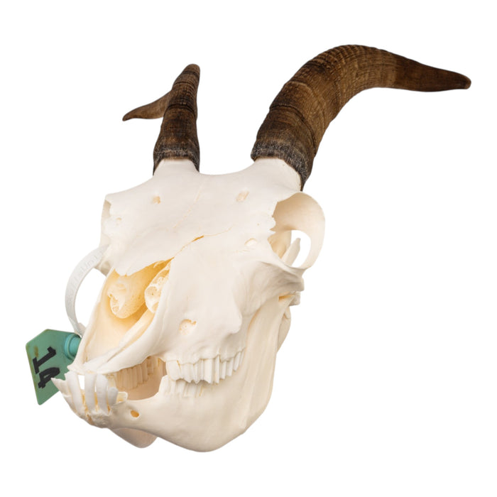 Real Bighorn Sheep Skull