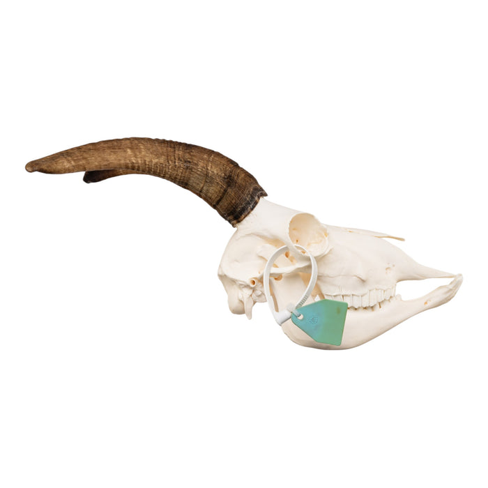 Real Bighorn Sheep Skull