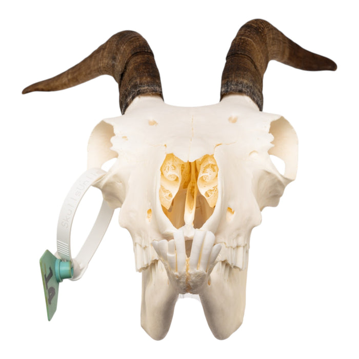 Real Bighorn Sheep Skull