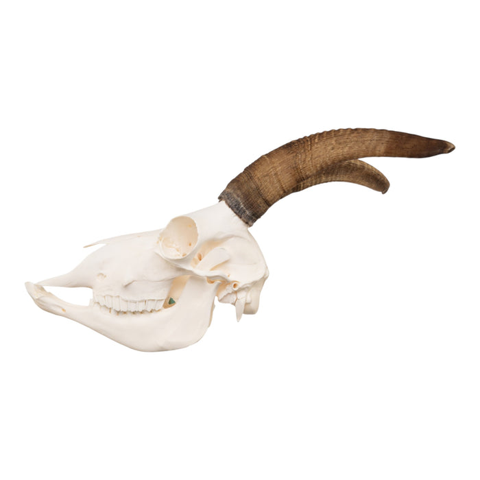 Real Bighorn Sheep Skull