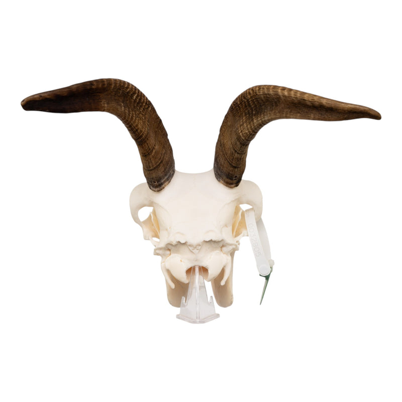 Real Bighorn Sheep Skull