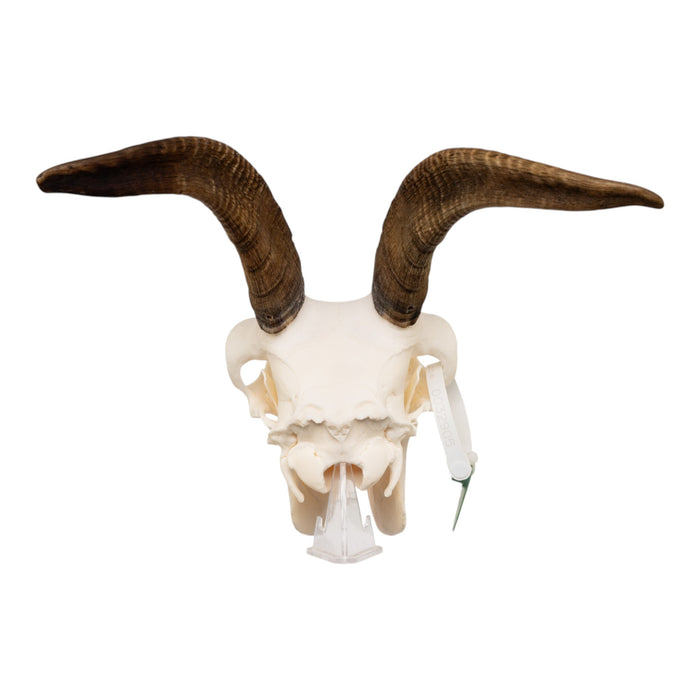 Real Bighorn Sheep Skull