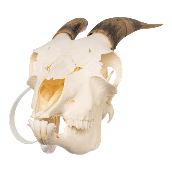 Real Domestic Goat Skull