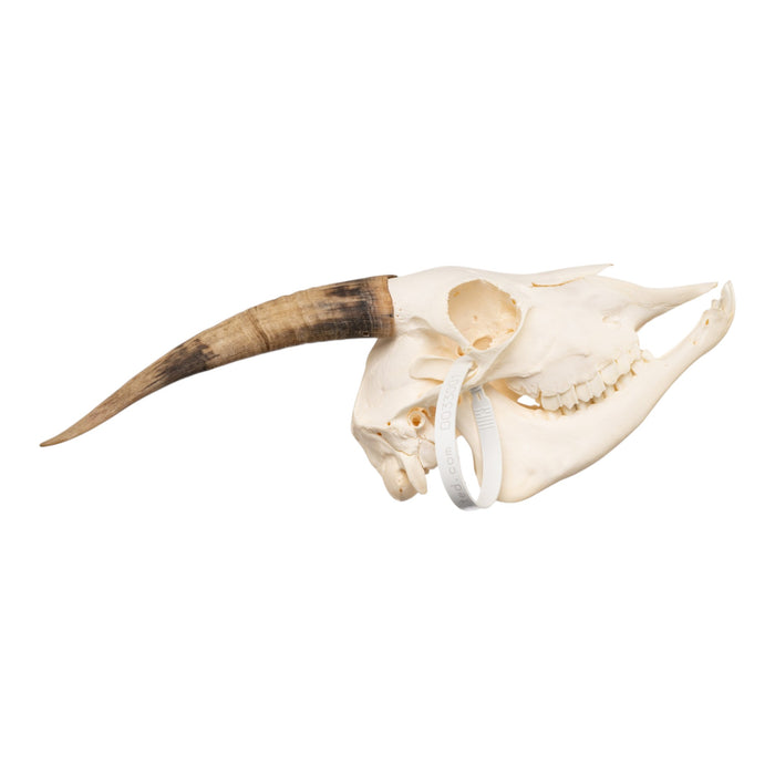 Real Domestic Goat Skull