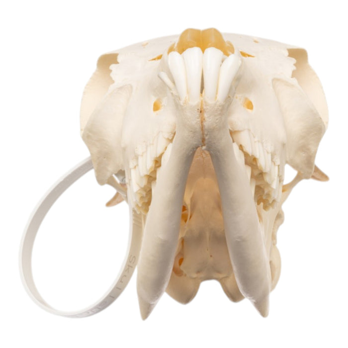 Real Domestic Goat Skull
