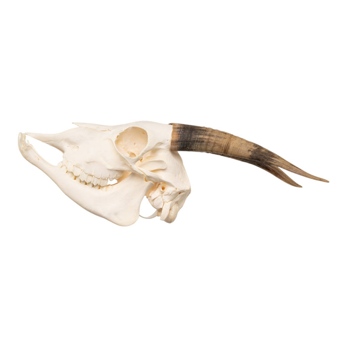 Real Domestic Goat Skull