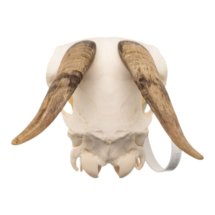 Real Domestic Goat Skull