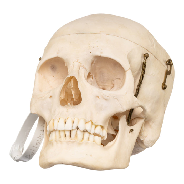 Real Human Skull