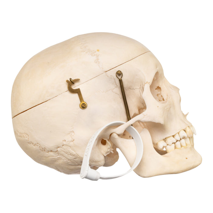 Real Human Skull