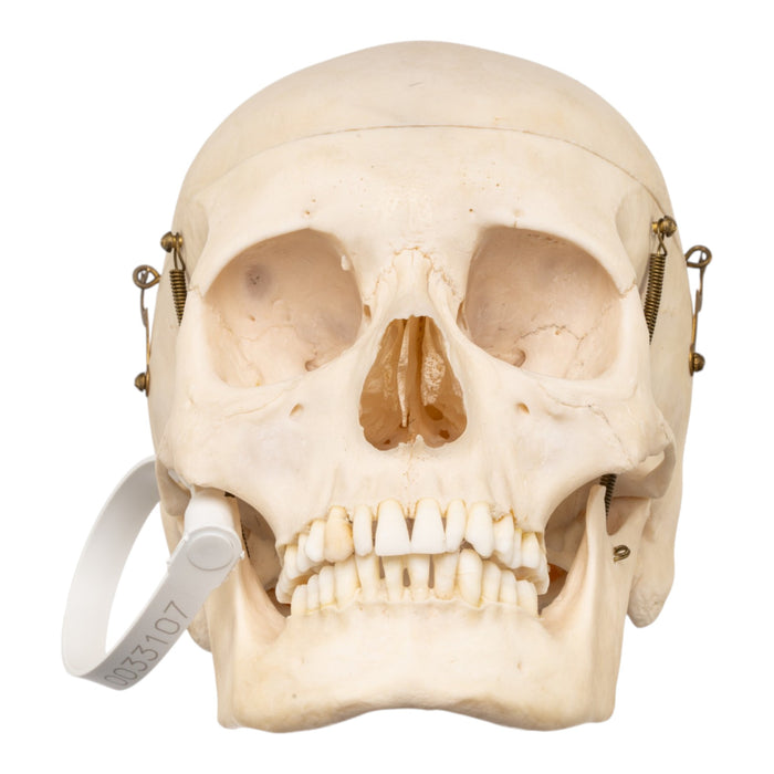Real Human Skull
