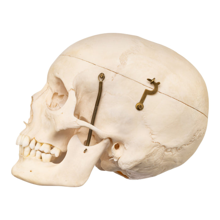 Real Human Skull