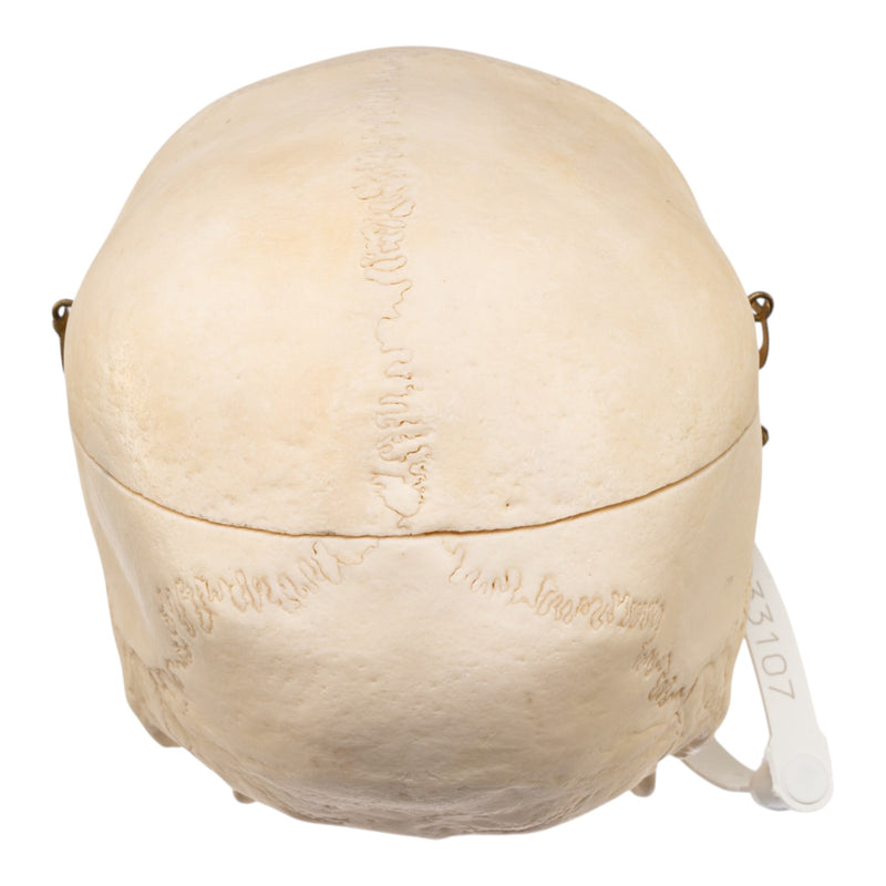 Real Human Skull