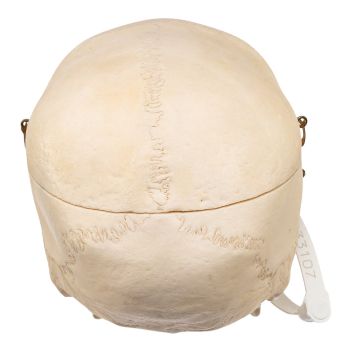 Real Human Skull