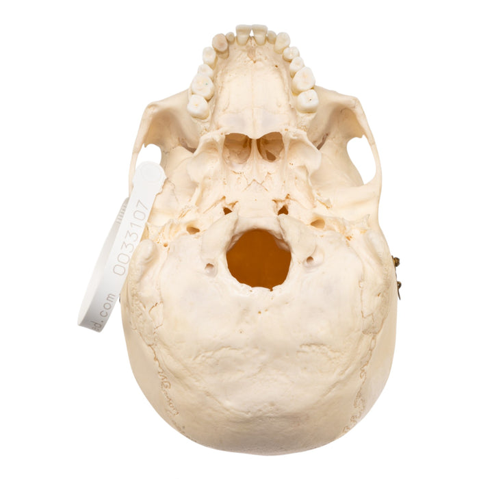 Real Human Skull