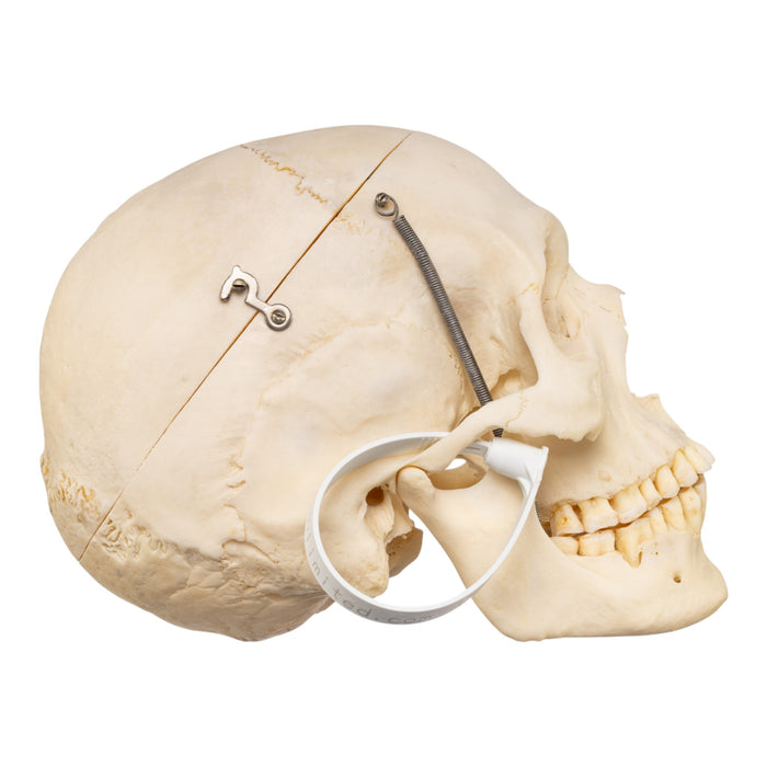 Real Human Skull