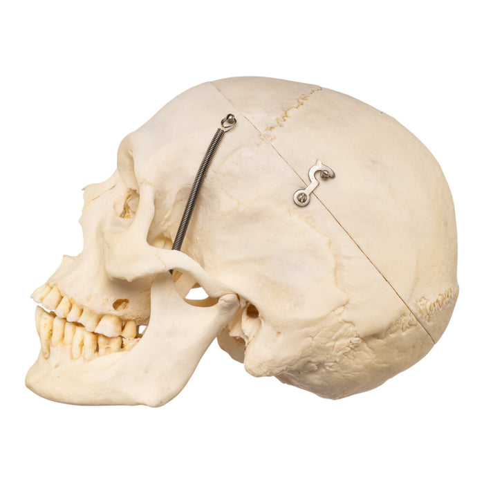 Real Human Skull