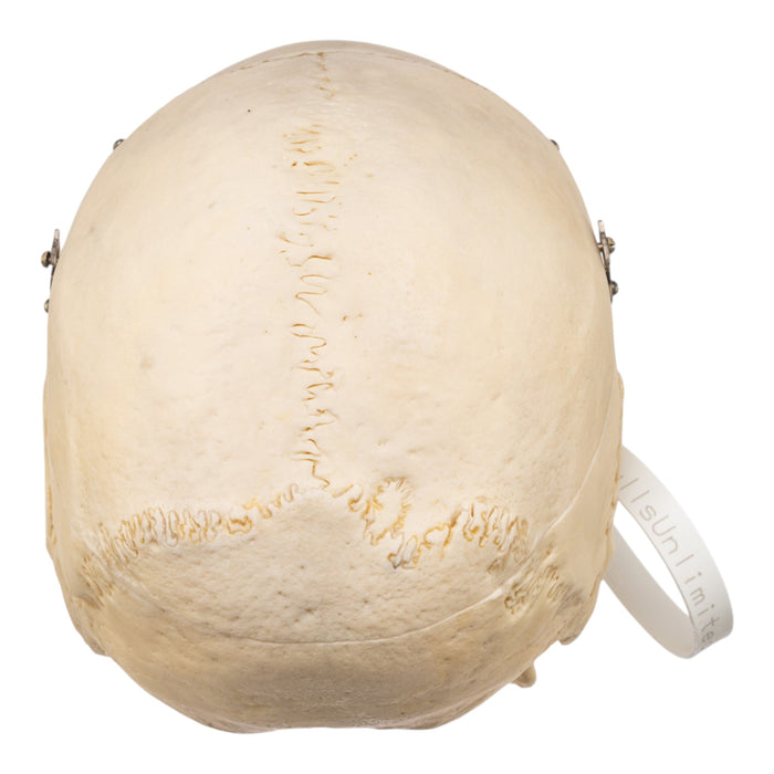 Real Human Skull