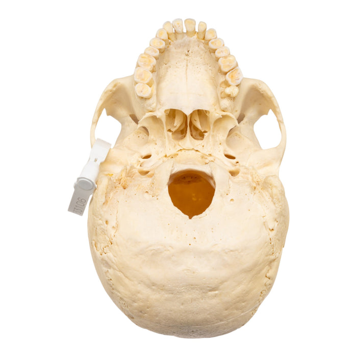 Real Human Skull