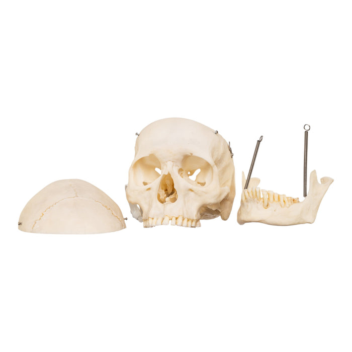Real Human Skull